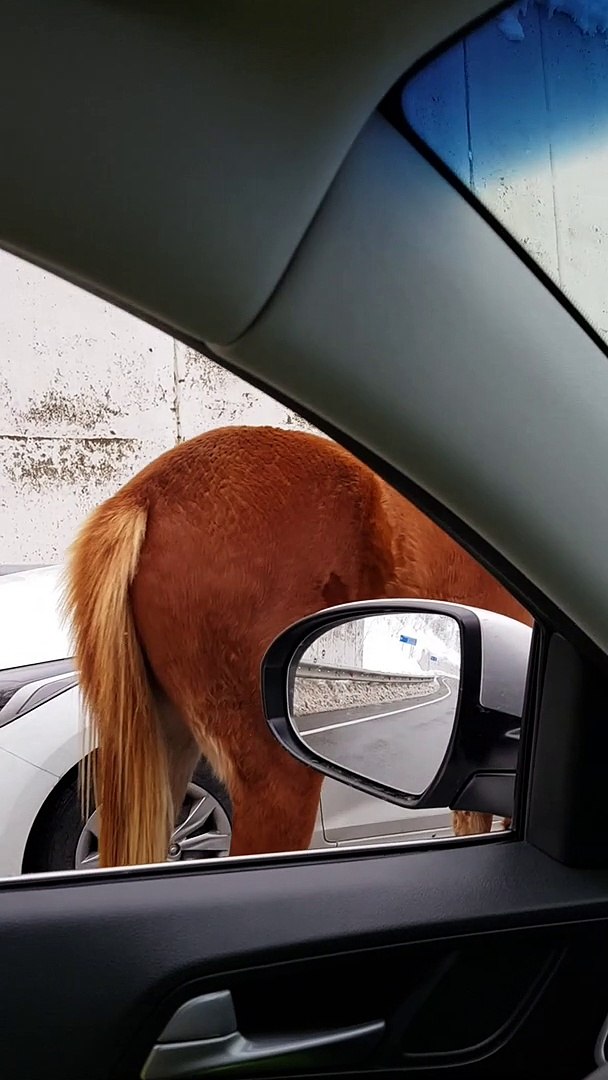 ⁣Friendly Horses Block Road