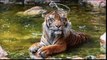 About Tiger, Cheeta Ka Bara Ma Malumat - Full detail in [Urdu/Hindi]