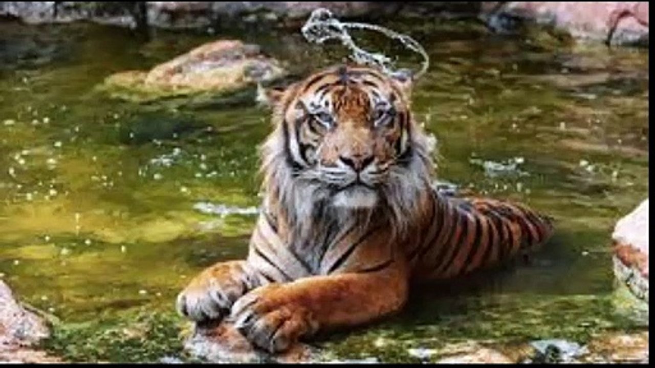 About Tiger, Cheeta Ka Bara Ma Malumat - Full detail in [Urdu/Hindi]