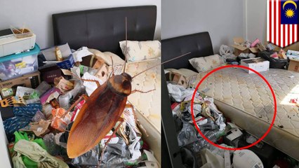 家に大量のゴキブリ出現 原因はルームメイトの… - トモニュース