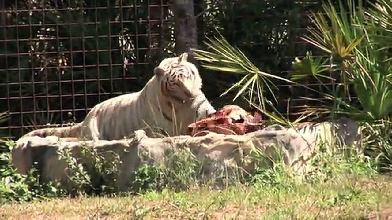 Big Cat Rescue - Tiger Easter