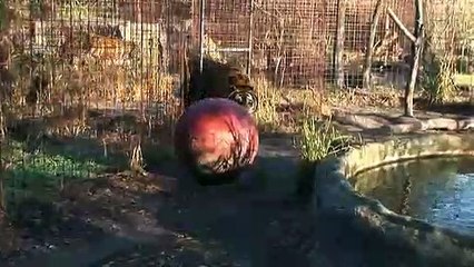 Big Cat Rescue - New Tigers Update Big Cat TV