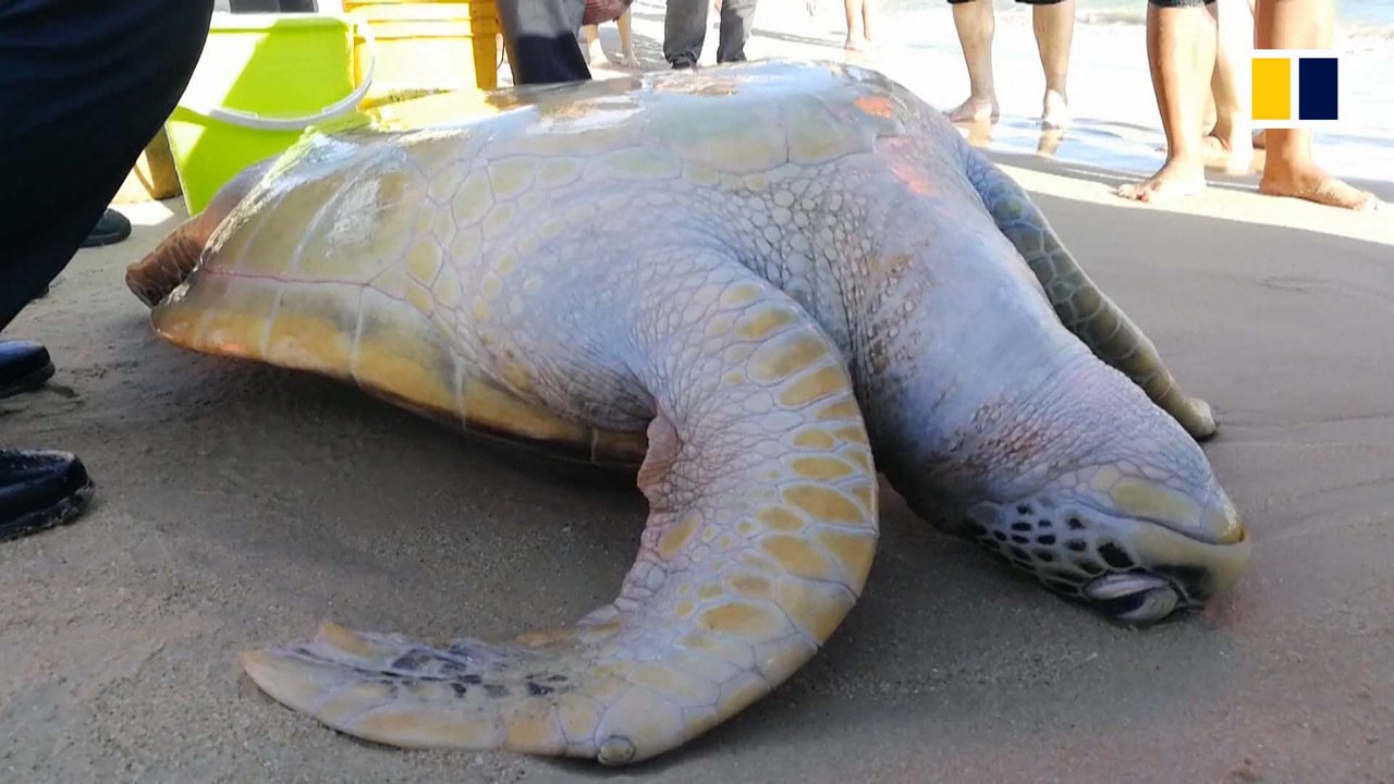 Turtle rescue in Hainan