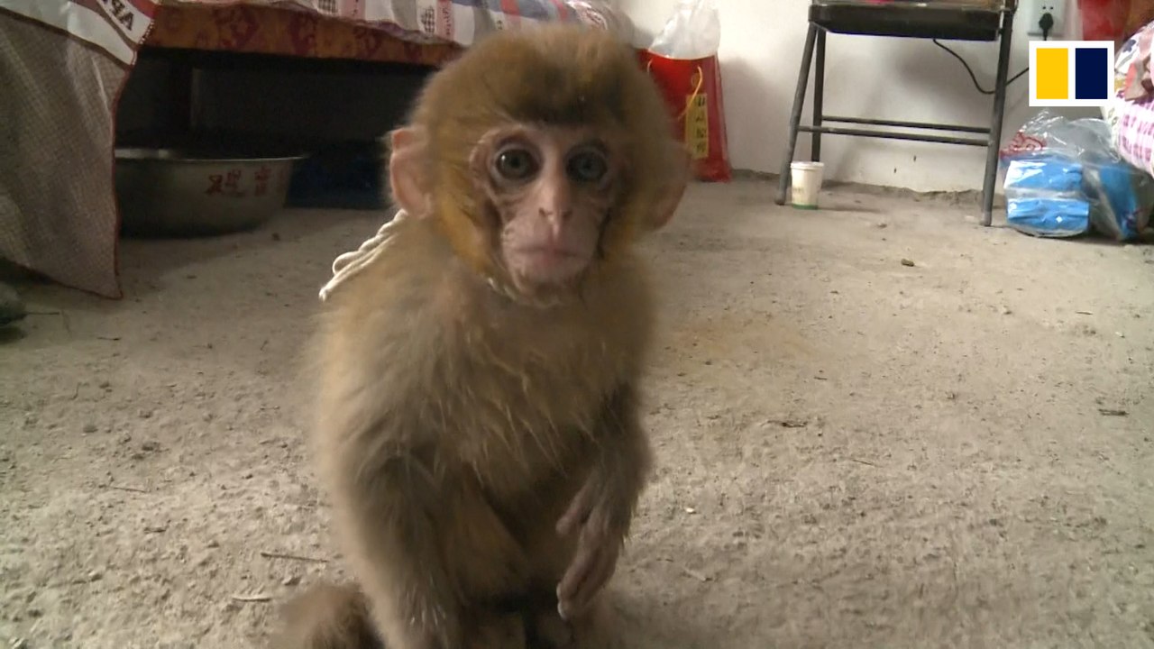 Endangered baby monkey rescued