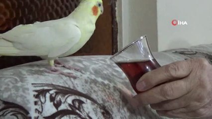 Çay Tiryakisi Papağan 'Limon'