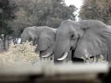 Rencontre avec des éléphants du Botswana