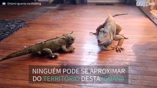 Iguana ataca iguana de pelúcia; assista