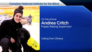 Winnipegger raising puppy to become guide dog