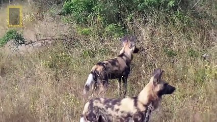 African wild dogs Eating oryx Alive - National Go