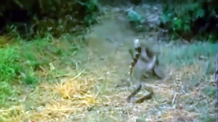 14 times COBRA SNAKE was defeated in the animal world