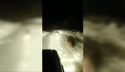 Ayılar Karayoluna İndi