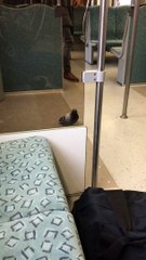 Pigeon Rides the Train