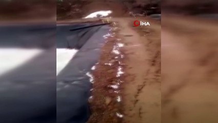 Buz tutan havuzda yaşam savaşı