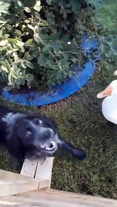 Un chien se fait masser par une oie