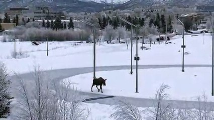 Il créé un passage pour aider les cerfs à passer la glace