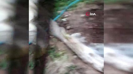 Kaş'ta Sağanak Yağmur Bazı Seralarda Su Baskınlarına Sebep Oldu