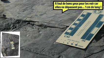 On vient de mettre à jour les plus petites empreintes de raptor !