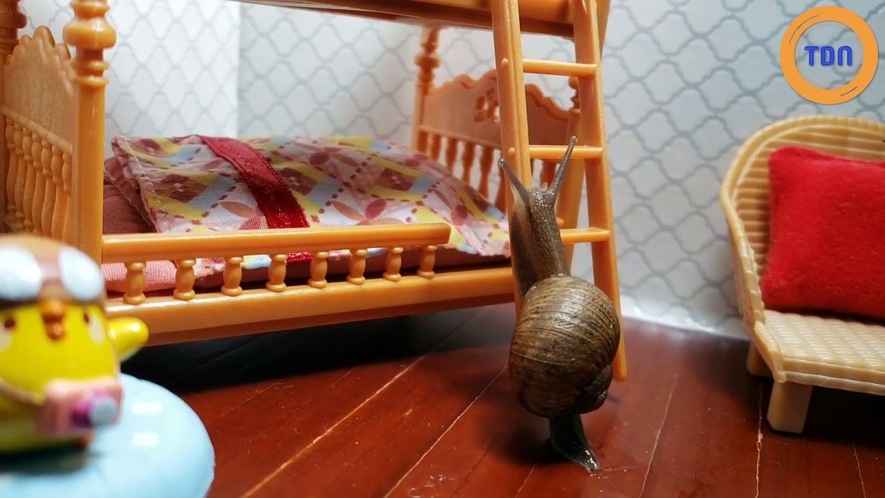 Cet escargot va se coucher dans un minuscule lit superposé !