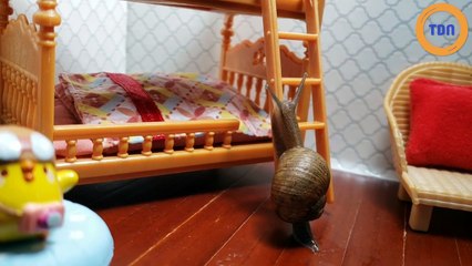 Cet escargot va se coucher dans un minuscule lit superposé !