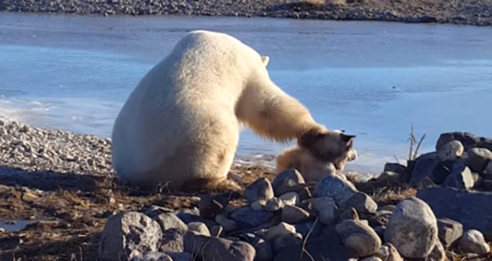 Видео собака привела медведей. Белый медведь. Белый медведь самый опасный хищник. Собака белый медведь. Дружба белого медведя и собаки.