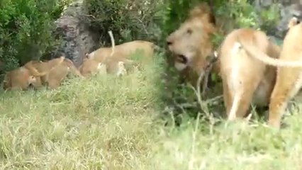 शेरनी के लिए 2 शेरों में हुई लड़ाई, 5 शेरनी कर रहीं बीच-बचाव, देखें वीडियो
