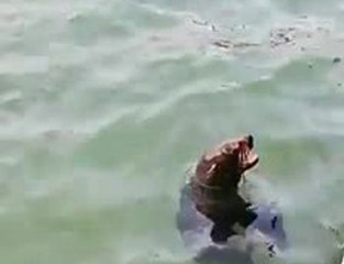 Akdeniz Foku Bodrum'da Görüntülendi