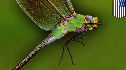 New research reveals dragonfly annual migration cycle