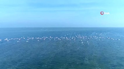 Bursa'da Vurulduktan Sonra Kanlar İçerisinde Bulunan Flamingo Artık Uçamayacak