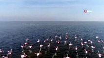 Bursa'da vurulduktan sonra kanlar içerisinde bulunan flamingo artık uçamayacak