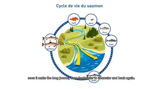 Discours de la France lors du lancement de l'Année internationale du saumon