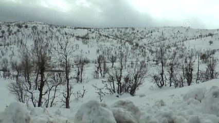 Yaban Hayvanları İçin Doğaya Yiyecek Bırakıldı - Şırnak