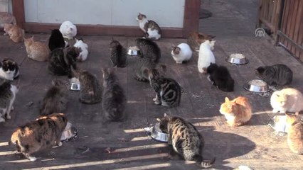 Sokak Kedilerine Minderli ve Klimalı Yuva