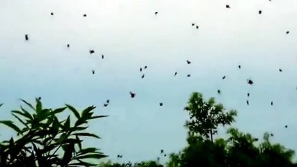 Une incroyable pluie d'araignées au Brésil !