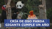 Cría de oso panda gigante cumple un año