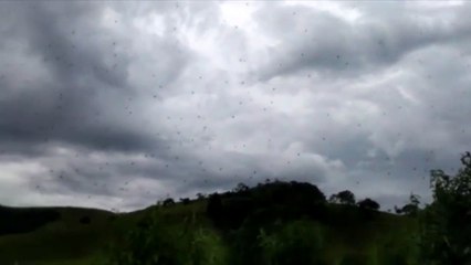 Tal y como lo ves: una plaga de arañas llueve del cielo
