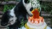 A surprise birthday party for Zoo Negara giant panda cub