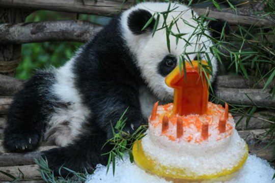 A surprise birthday party for Zoo Negara giant panda cub