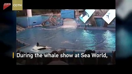 مستخدماً ذيله.. حوت يدفع مدربه إلى الماء بطريقة متهورة للغاية