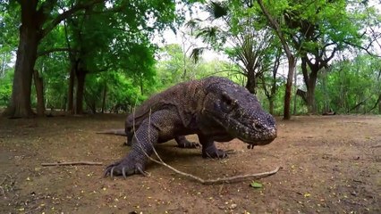 Dragones de Komodo pelean por la misma presa