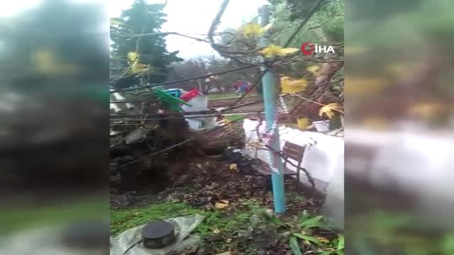 Datça'da Fırtına Asırlık Ağacı Kökünden Söktü...fırtınanın Uçurduğu Çatı Arabanın Üstüne Düştü