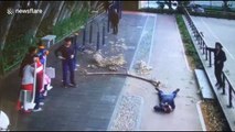 Man walking through a park struck on the head by falling tree branch