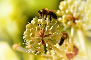 Comment Amsterdam sauve ses abeilles ?