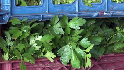 'Antalya halinde 5 liranın altında sebze yok'