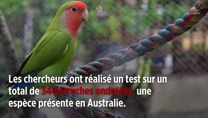 Madame Perruche recherche des mâles intelligents