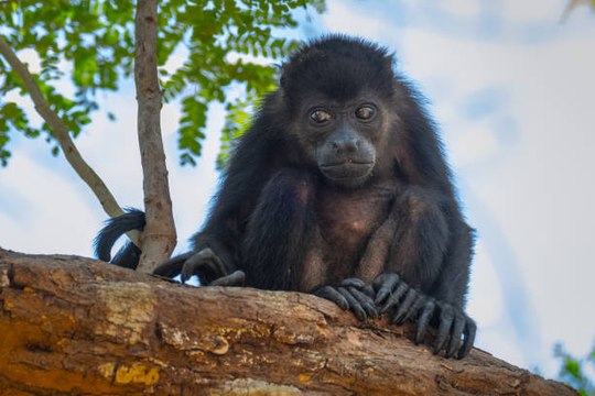 Les singes du Costa Rica changent de couleur à causes de pesticides ?