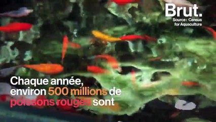 Malformations, solitude, stress… la dure vie du poisson rouge