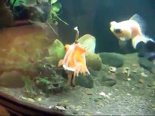Voici un fauteuil pour poisson...