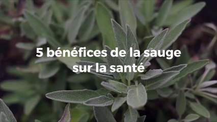 5 bénéfices de la sauge sur la santé