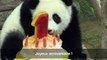 Malaisie: première bougie pour un panda au zoo de Kuala Lumpur