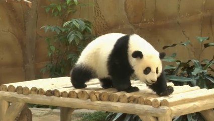 Bébé panda fête son premier anniversaire